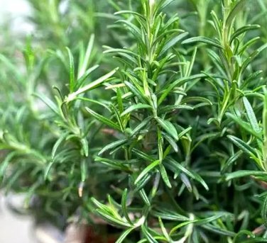 Fragrant Finesse: Blue Flowering Rosemary Collection 100 Seeds