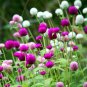 Radiant Gomphrena Globosa Varieties 400 Seeds