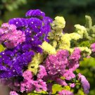 Opt for Elegance: Limonium Sinuatum with Blue Heart, Purple, Yellow, White Options 600 Seeds