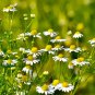 Resilient Chamomile Thriving in Various Soil Types 1000 Seeds