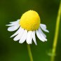 Resilient Chamomile Thriving in Various Soil Types 1000 Seeds