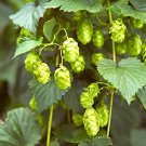 Cascading Hops Vine 20 Seeds