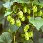 Cascading Hops Vine 20 Seeds