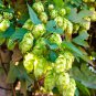 Cascading Hops Vine 20 Seeds