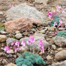 Dicentra peregrina Lovely Pink Bleeding Heart-shaped Blooms 10 Seeds