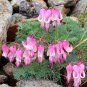 Dicentra peregrina Lovely Pink Bleeding Heart-shaped Blooms 10 Seeds