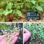 Organically Grown Reynoutria Multiflora 100 Seeds
