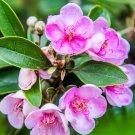 Elevate Your Garden with Rare and Exotic Rhodomyrtus Tomentosa 100 Seeds