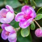 Elevate Your Garden with Rare and Exotic Rhodomyrtus Tomentosa 100 Seeds