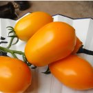'Radiant Gold' Yellow Tomatoes 400 Seeds