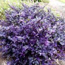 Ornamental Pepper 200 Seeds