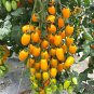 'Yellow Saint' Cherry Tomatoes 400 Seeds
