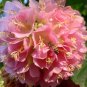 Dombeya Shrub 100 Seeds