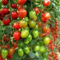 'Red Saint' Cherry Tomatoes 400 Seeds