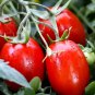 Top-Performing Salad Tomatoes 400 Seeds