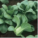 Aoxia No.8 Pak Choi 20 Seeds