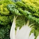 Goldenheart Baby Cabbage 6 Seeds