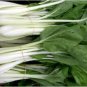 Tall Stem Bok Choy 1000 Seeds