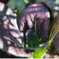 Purple Pak Choi Rape 1000 Seeds