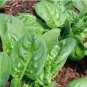 Dwarf Spinach 20 Seeds