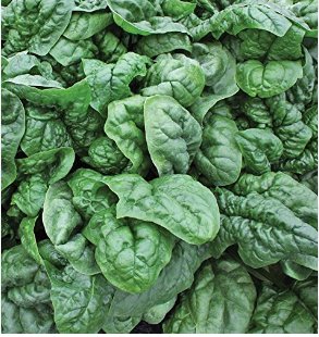 Swift No.9 Spinach 20 Seeds
