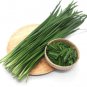 Divine No.2 Chinese Leek 10 Seeds