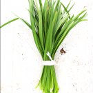 Divine No.1 Chinese Leek 10 Seeds