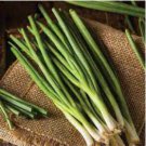 Asian Bunching Onion 10 Seeds