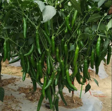 Black-line-16 Chili Pepper F1 2000 Seeds