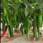 Black-line-16 Chili Pepper F1 2000 Seeds