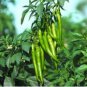 Black-line-16 Chili Pepper F1 2000 Seeds