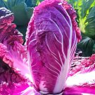 Red Napa Cabbage 20 Seeds