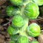 Brussels Sprout 10 Seeds