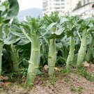Huge Stem Gai Lan 10 Seeds