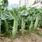 Huge Stem Gai Lan 10 Seeds
