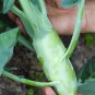 Huge Stem Gai Lan 10 Seeds