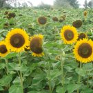 Golden-Brown Sunflower 100 Seeds