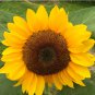 Golden-Brown Sunflower 100 Seeds