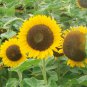 Golden-Brown Sunflower 100 Seeds