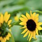Gold Rush Sunflower 100 Seeds