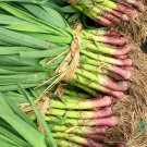 Red Root Leek 1000 Seeds