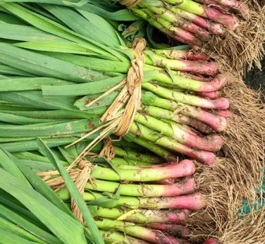 Red Root Leek 1000 Seeds