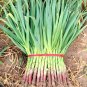 Red Root Leek 1000 Seeds