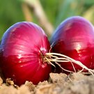 Premium Red Onion Purple Skin Variety 1000 Seeds