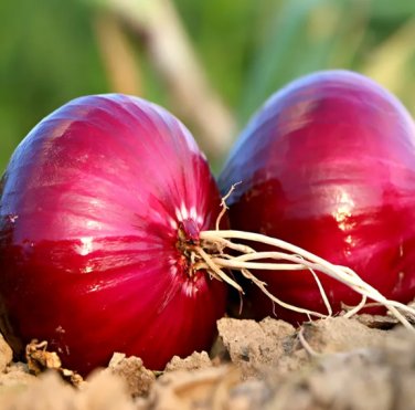 Premium Red Onion Purple Skin Variety 1000 Seeds