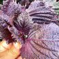 Aromatic Purple Perfection: Dual-Sided Shiso 2000 Seeds