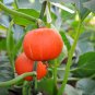 Scarlet Gem Chestnut Squash 20 Seeds