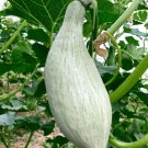 Noble Pumpkin Hybrid 40 Seeds