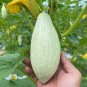 Noble Pumpkin Hybrid 40 Seeds