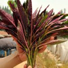 Edible Amaranth Red Fine-leaved Vegetables 20 Seeds